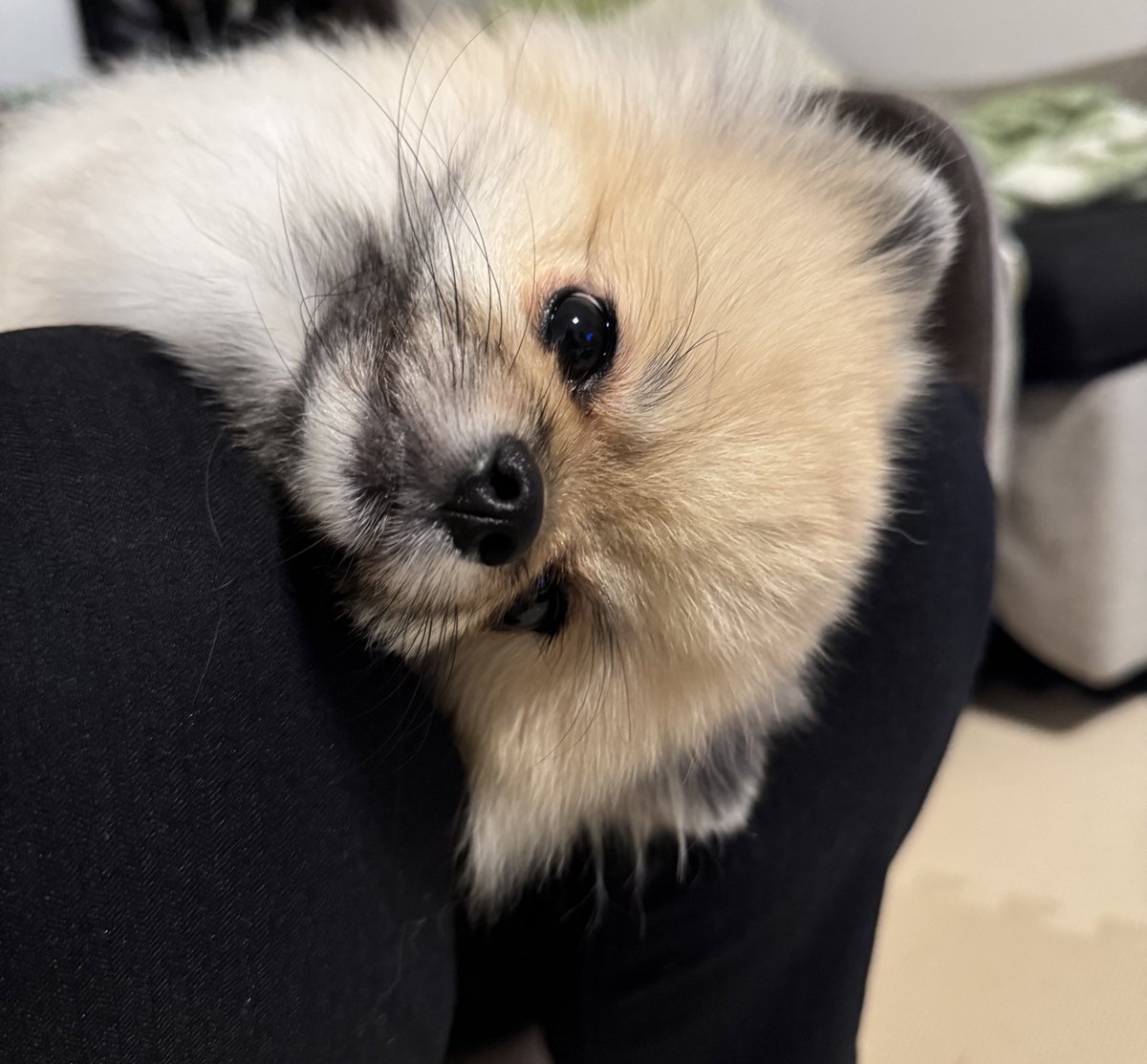 ここあ tweet media