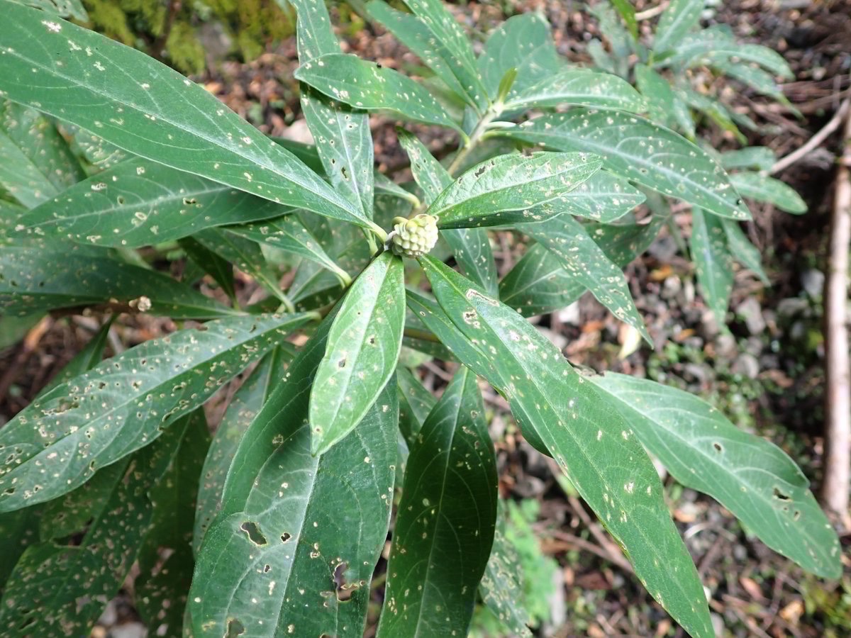 これからが冬だけど、そのむこうに春も近づいてきてる感☺️

フデリンドウとミツマタ

考えてみればフデリンドウも1年の半分くらいは地上部見かけるし、ミツマタも夏には蕾見えてるので、べつに春の使者というわけではないけど笑

ミツマタ、青々してるけどいつになったら落葉するんだろう？
