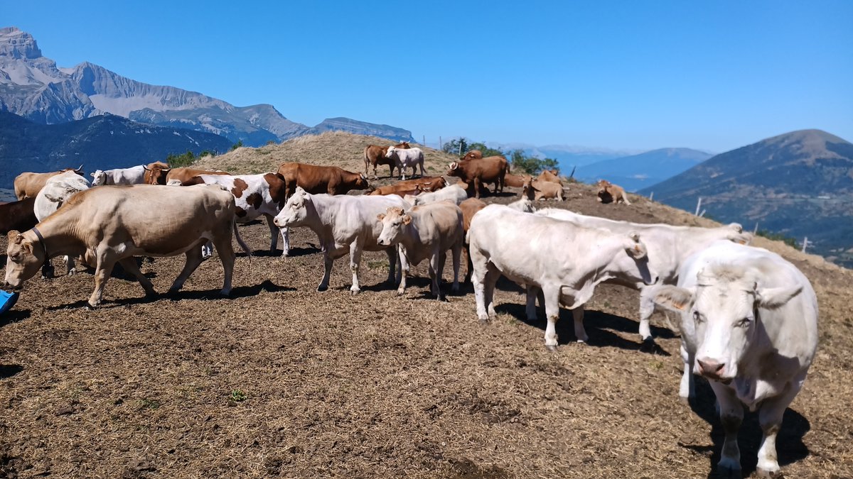 chasse38's tweet photo. La FDCI participe aux instances territoriales pour veiller à ce que les projets #alpage intègrent les #enjeuxfaune 🦌 : dates de pâture adaptées, débroussaillage en mosaïque. Réunions sur Belledonne, Trièves, Matheysine, Oisans, Vercors &amp; Chartreuse.
#chasse #alpages https://t.co/Q6k9ogl1G2