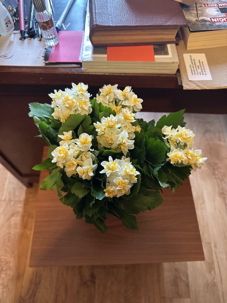 2022 yılı Doktora sınıfının geleneksel nergis şenliği💐