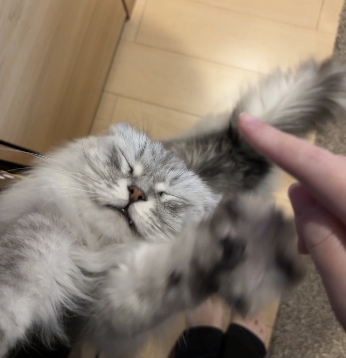 Post by Adriano José on X: #爆ﾈｺﾁｬﾝ