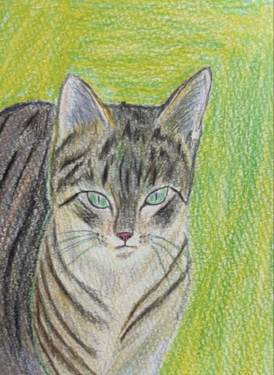 色鉛筆画　ハガキサイズ　猫　原画