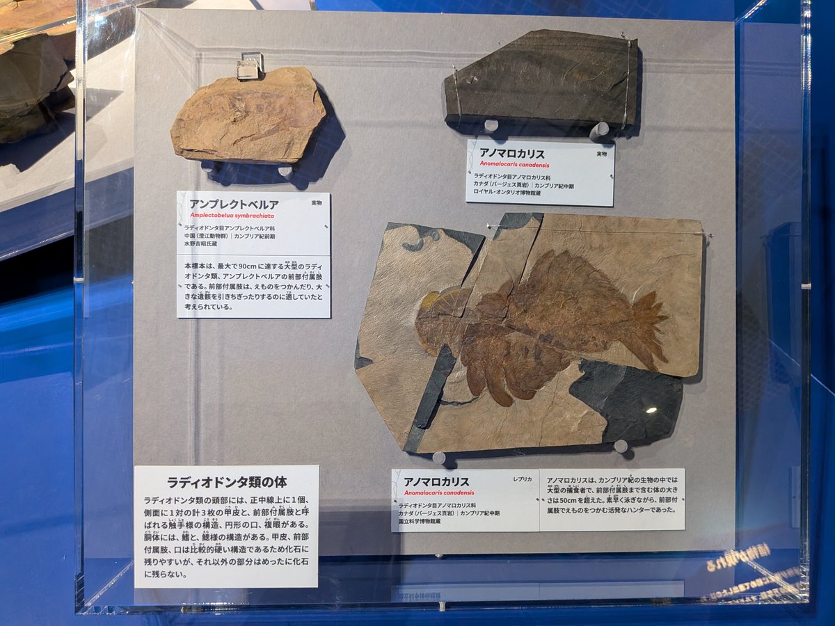 今回一番見たかったのがこれ！！巨大アノマロカリス、エーギロカシスの