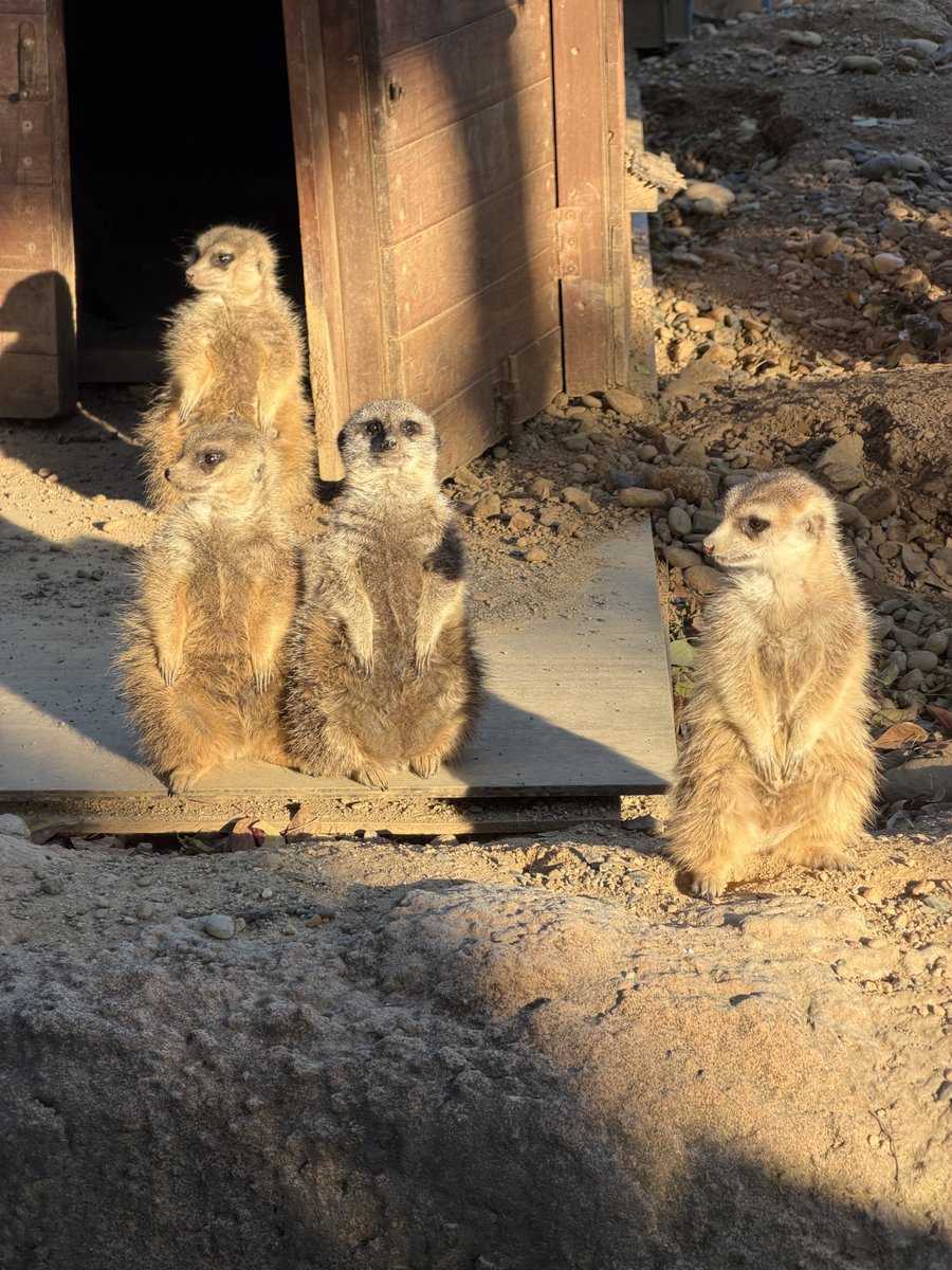 津屋が……4人も……‼︎