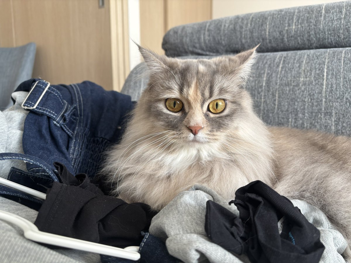 #猫 #マンチカン #猫のいる暮らし 
外出用の服におまじない(匂い付け)をしてもらいました！