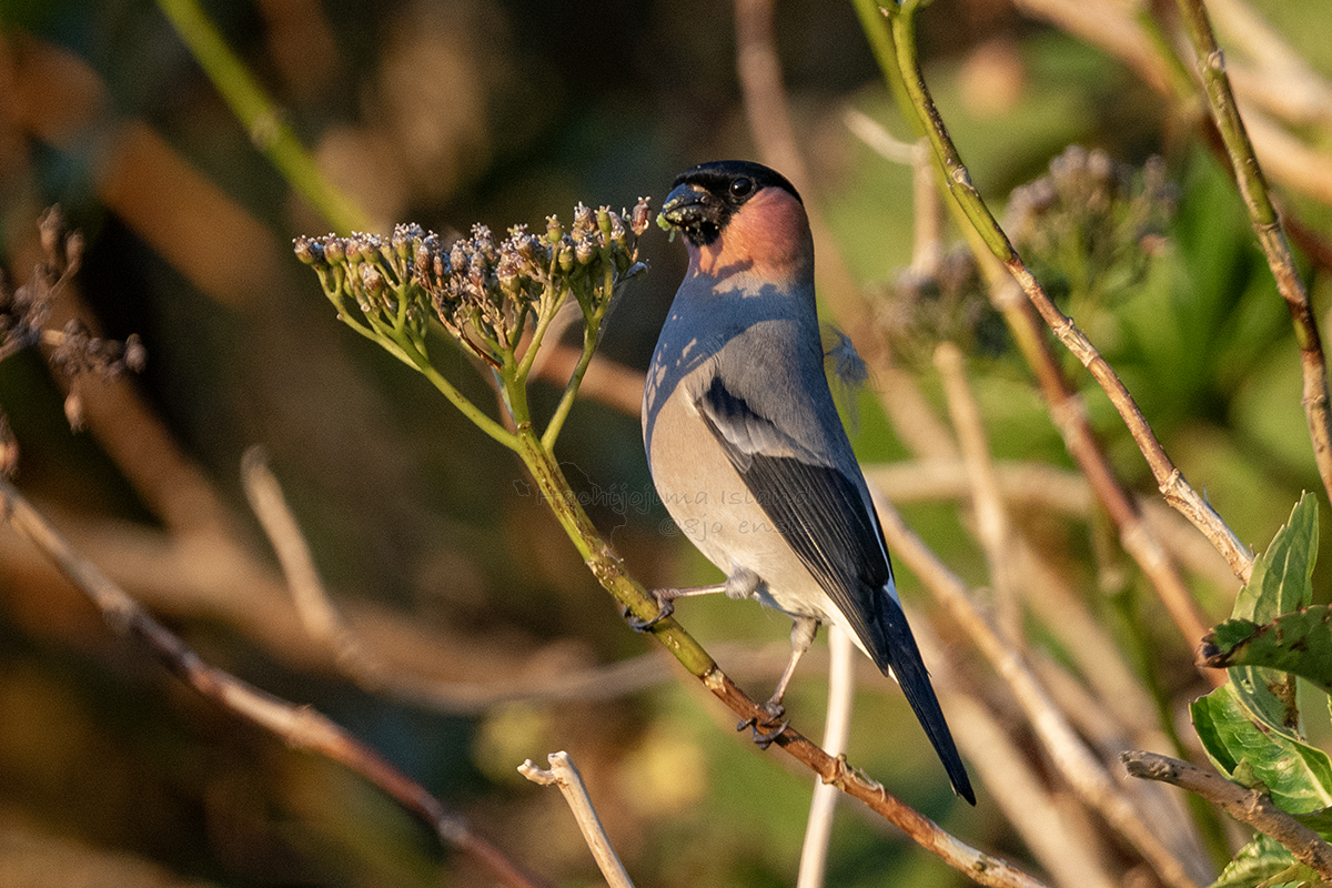 hachijoensis (@8jo_ensis) / Posts / X