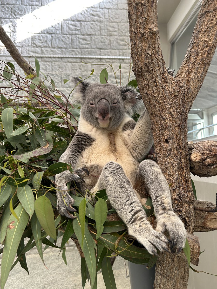 Post by 八雲 on X: あしながっ