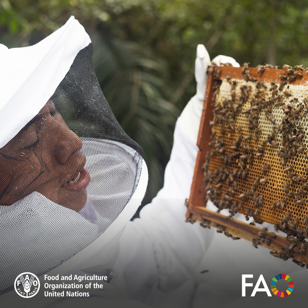 🍯🐝 Belize's stingless bees produce honey prized by the Maya people for its traditional medicinal properties. Beekeeping is not only preserving culture but also boosting local economies. 🌿💰

Discover the story: bit.ly/3HjjwGe