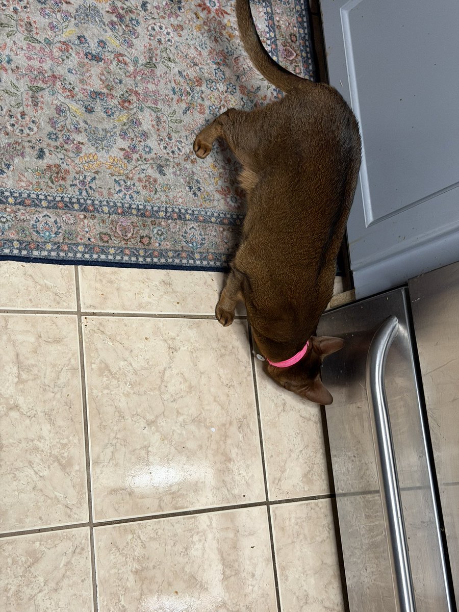 #CatsOnTwitter When your cat is happy that you retrieved all the springy toys from underneath the stove 
And then puts them back again as the new game #obsessed