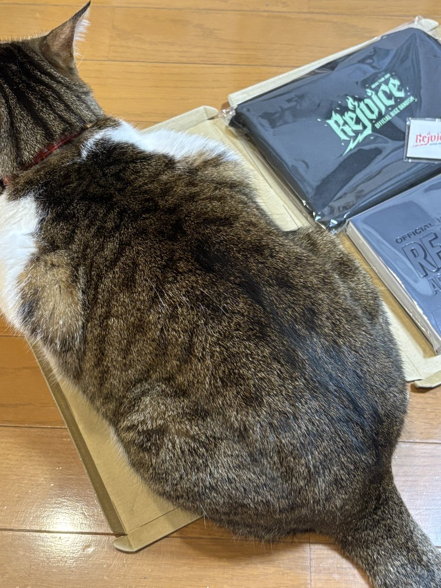 ofu_cat2323's tweet image. チラシとかダンボールとか好きだよね🐱
#フラゲ　
#Rejoice