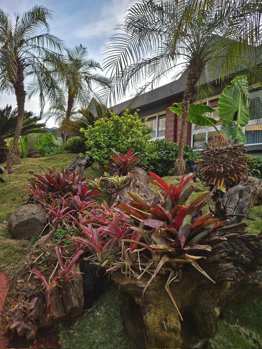 A 🇮🇳 tweet media