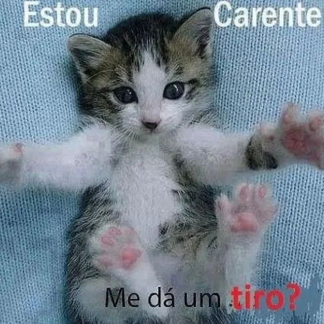 perfil dedicado a gatinhos e peitos (@odeiootaco) on Twitter photo 