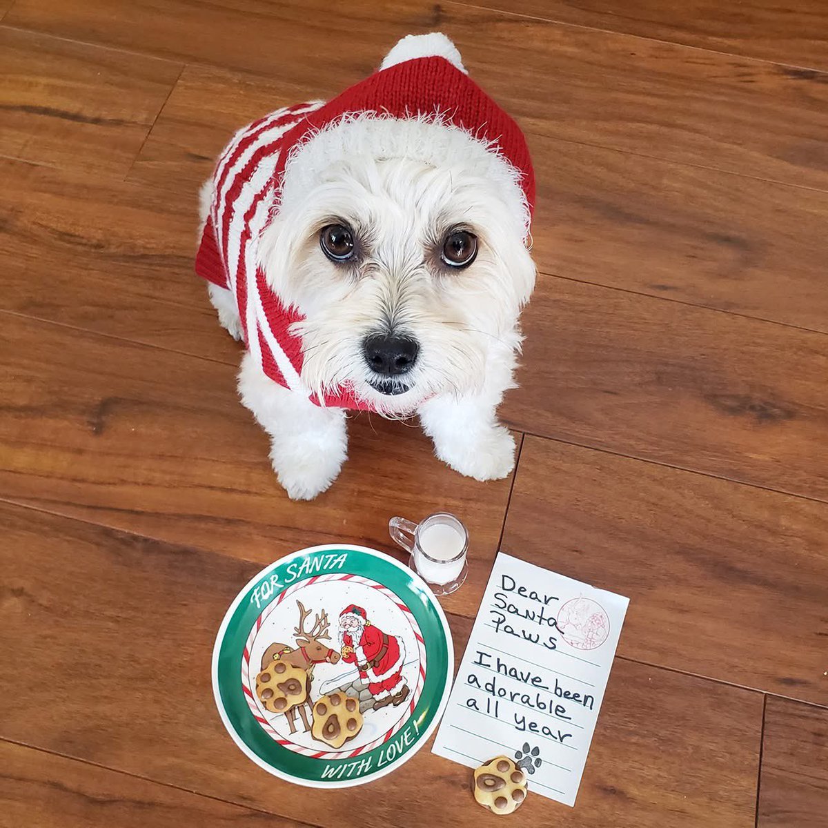 Dear Santa Paws… 🎅🐾