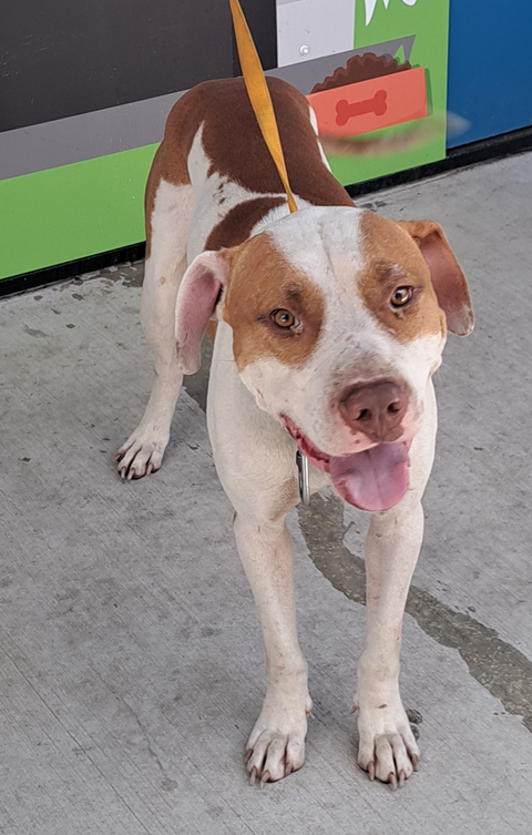 Mackay Regional Council tweet media