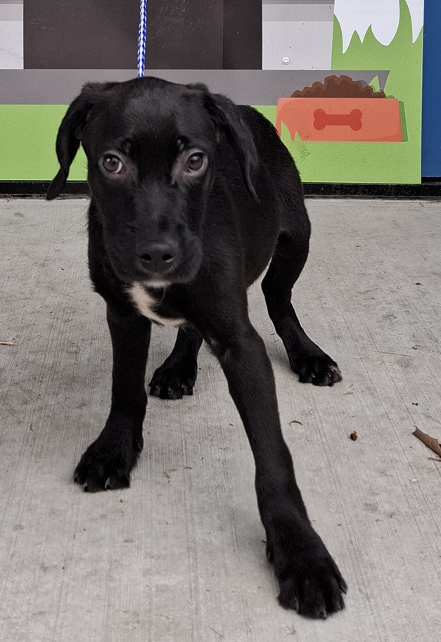 Mackay Regional Council tweet media