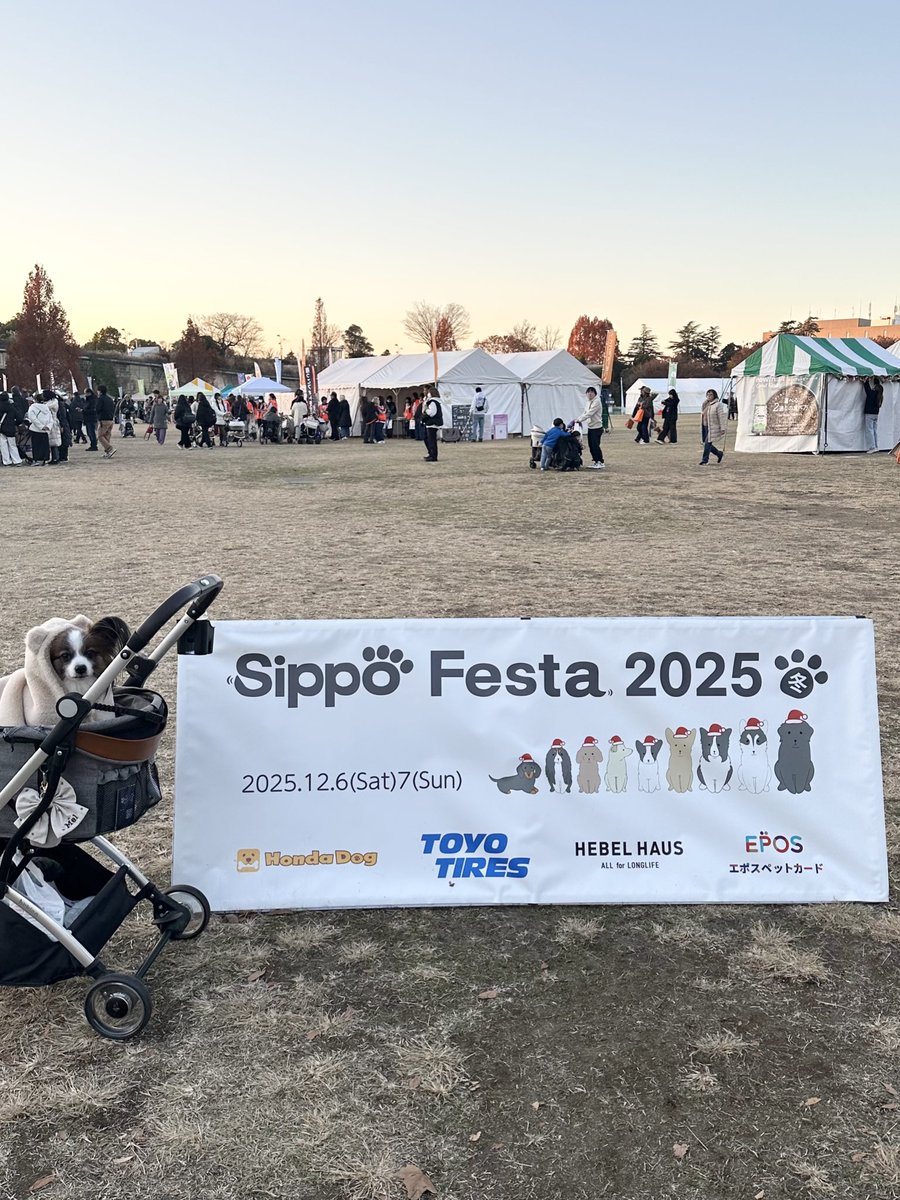 パピヨンのメルくん tweet media