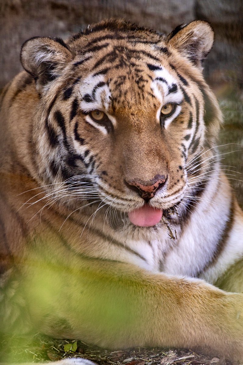 しまい忘れた舌、指でぴろぴろしたい