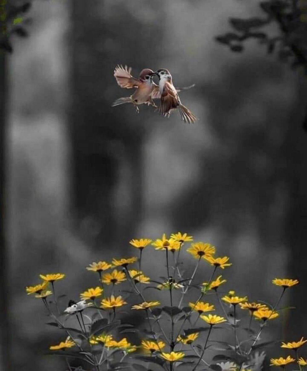 Bom dia a todos! / Good morning to all! …