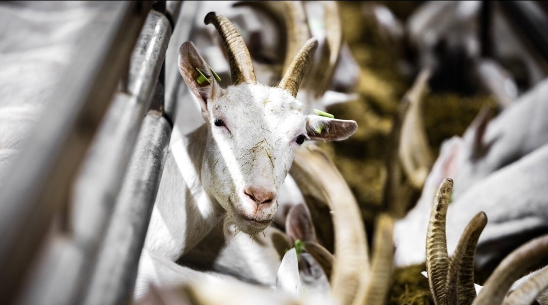 Vaker longontsteking bij omwonenden geitenboerderij

'Eén vraag,' zei een vrouw in Abcoude.
'Omwonenden zegt men, maar zouden
ze dan ook misschien
die aandoening zien
bij boeren die zelf geiten houden?'