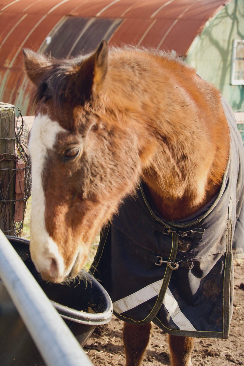 冬のもこもこドットさん

#メイショウドトウ　#ノーザンレイク
#MeishoDoto  #引退馬協会 預託馬　※見学要予約
