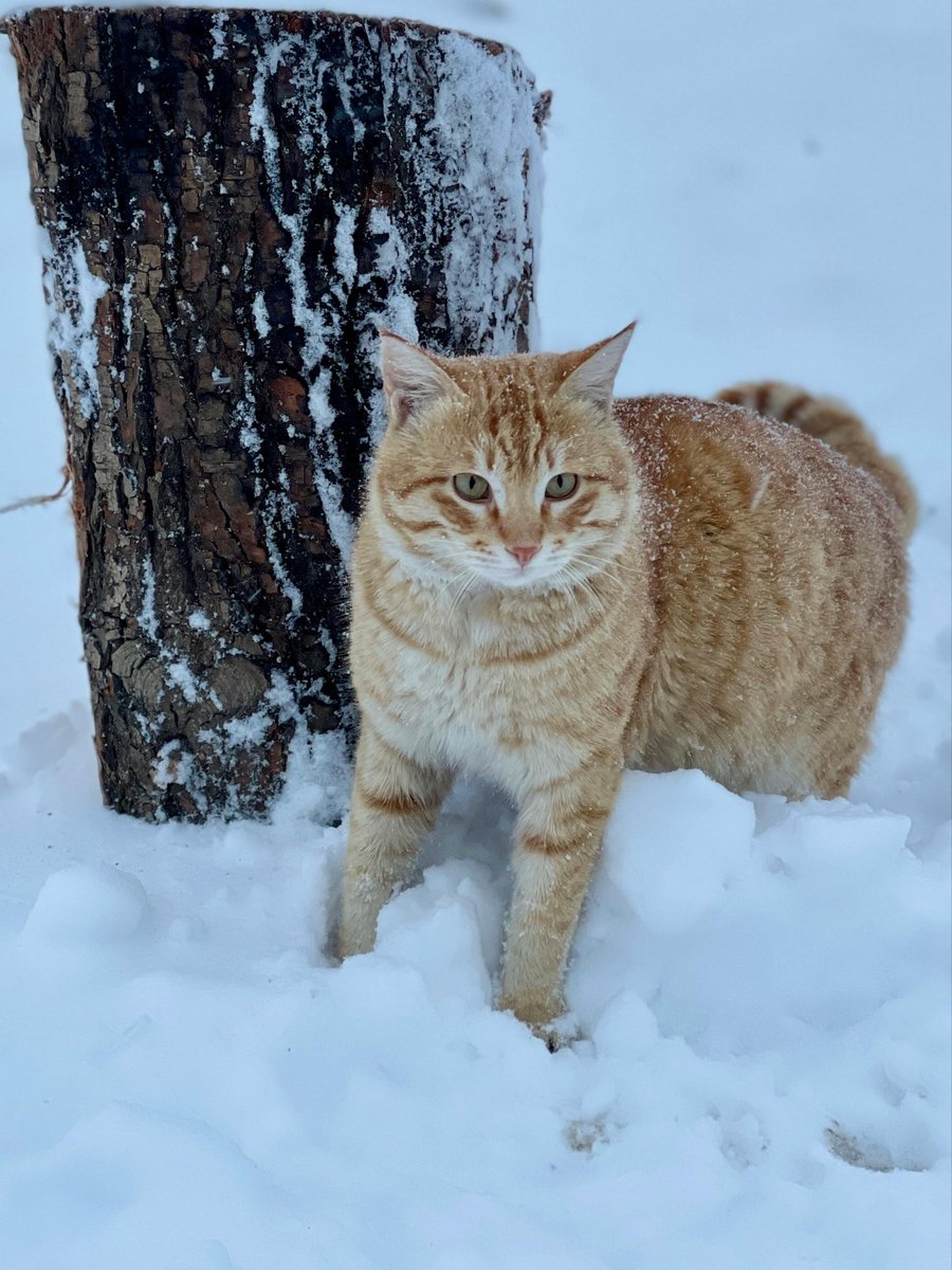 Lovely day dear friends…🌷☕️🐈❄️☃️🧡🤍🩵

#GoodMorningEveryone 🌷 #CoffeeTime ☕️ #CatsLover 🐈 #BeKindAlways 🩷 #PeaceAndLove 🕊️