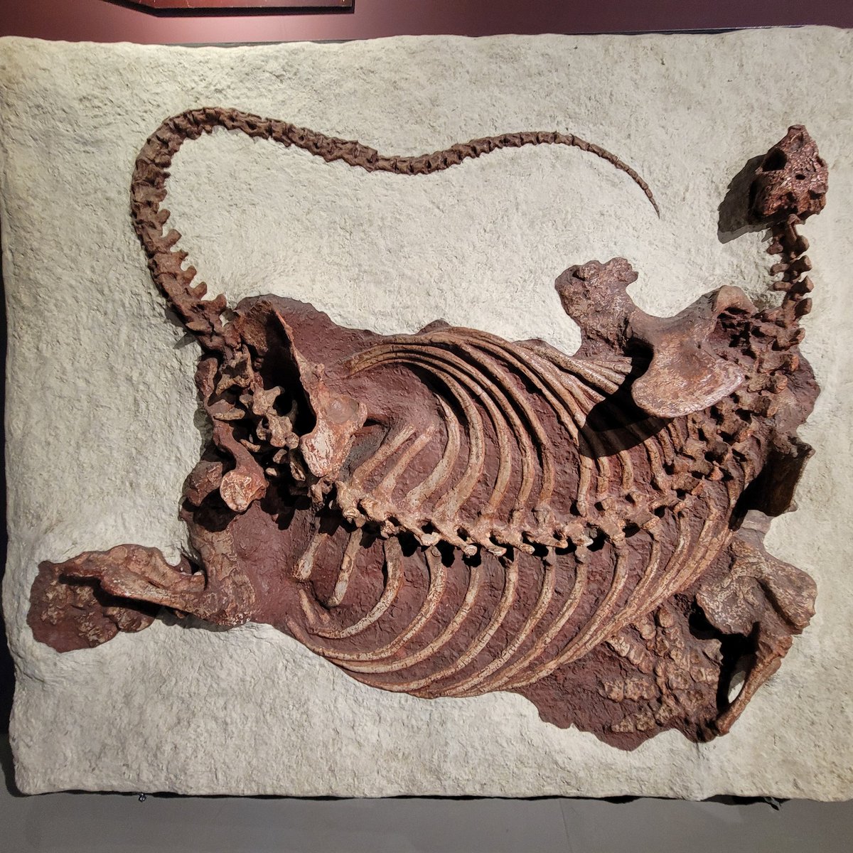 kae_coating's tweet photo. #大絶滅展 https://t.co/aP2vfTmXwR