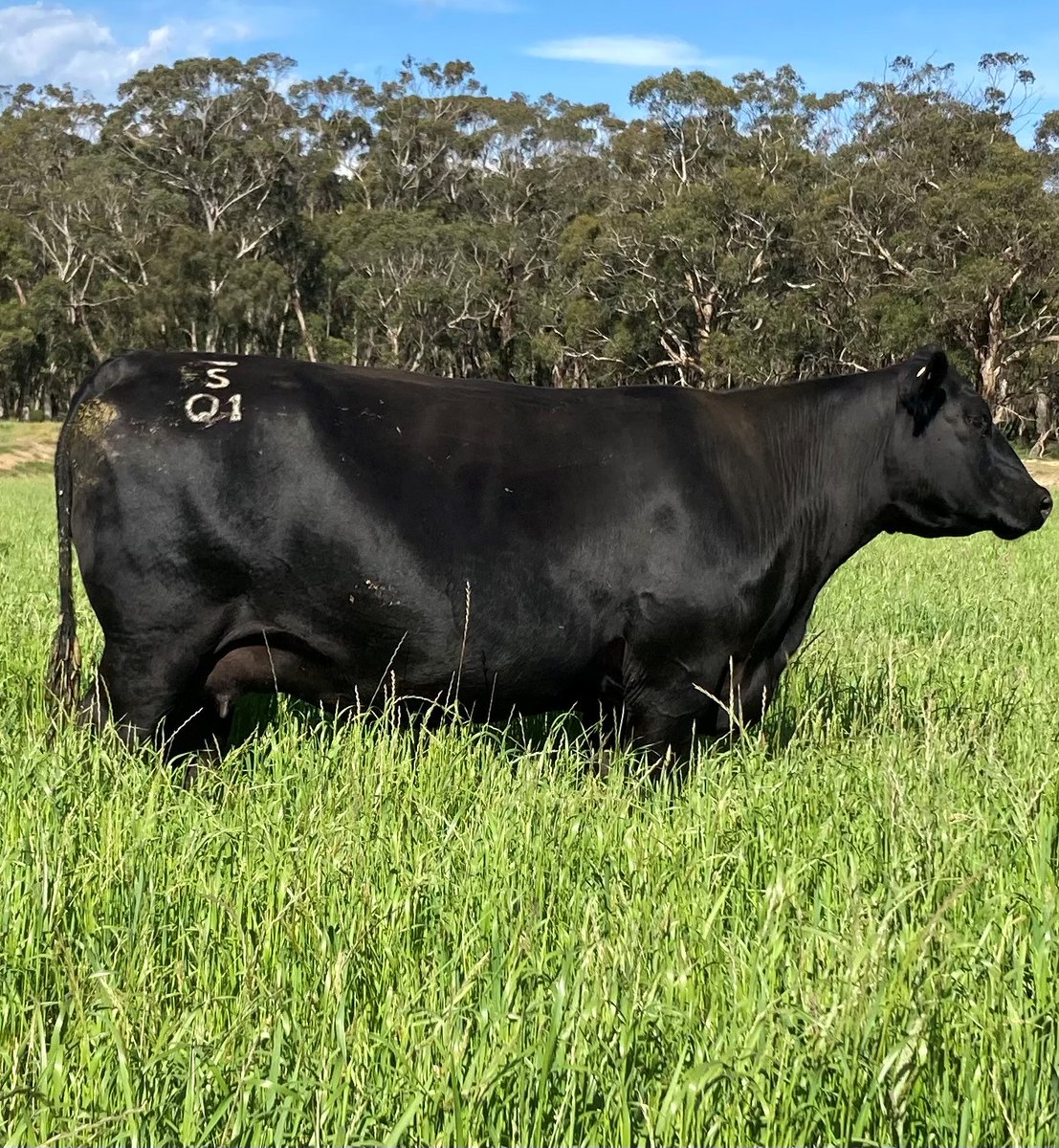 WinterMax is still providing plenty of feed in December for this beef operation outside of Dean, Victoria.

A mix of high quality ryecorn, oat, tillage radish, crimson clover &amp; annual ryegrass seed, WinterMax has taken full advantage of the favorable conditions