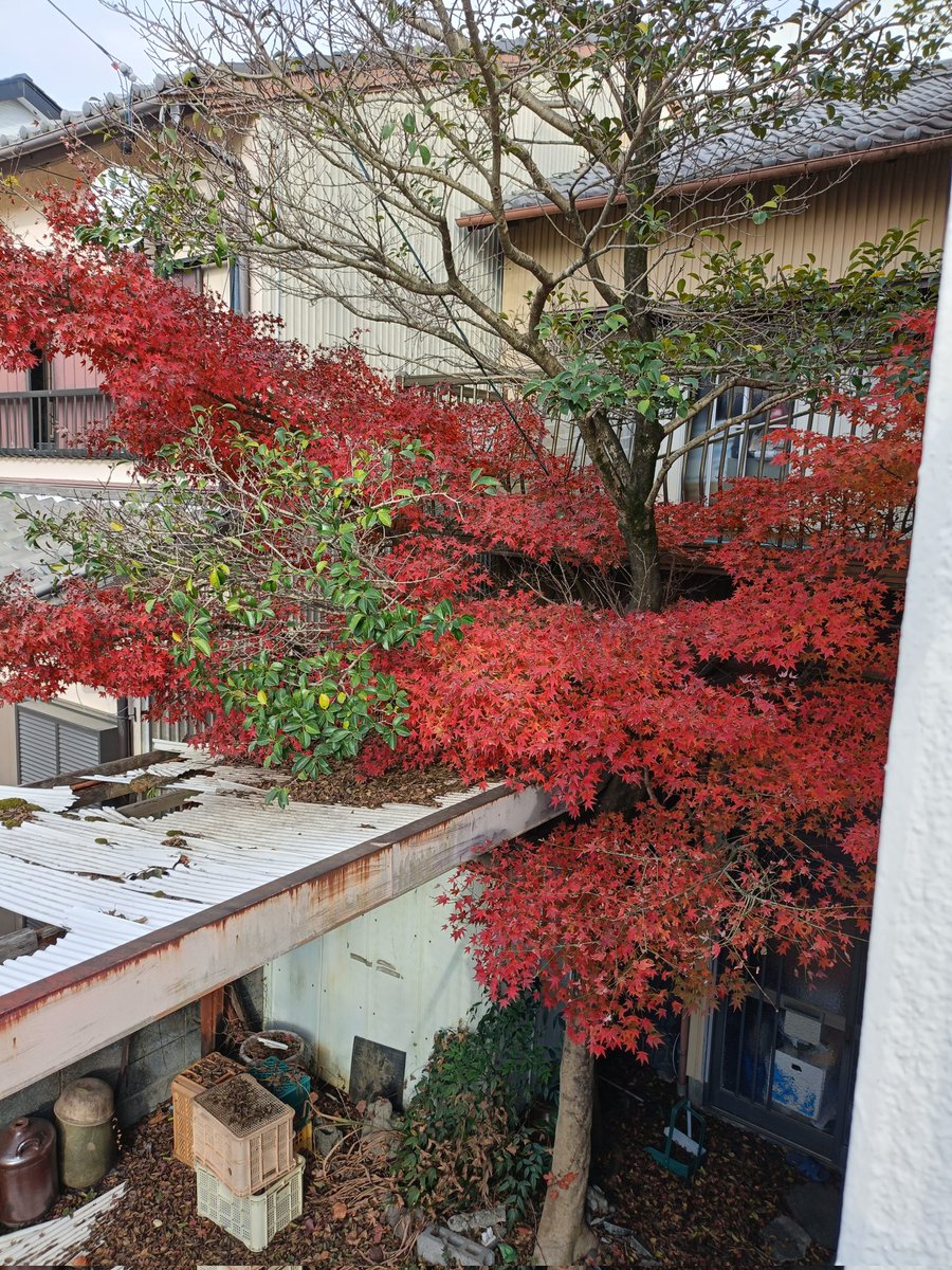 隣の空き家の紅葉が綺麗だか？