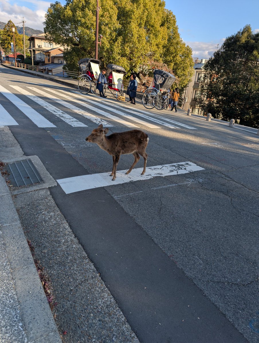 Crafall's tweet photo. Blocking traffic https://t.co/zAS6Ni2LvJ