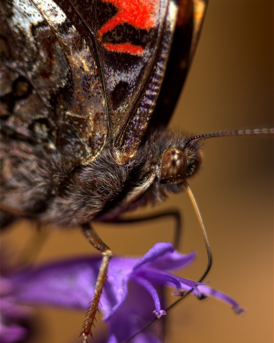 Yorvik_'s tweet photo. Garden friends? Can you name them? Grok gets them right.
#macrophotography #insects https://t.co/ZjIULDn0WO
