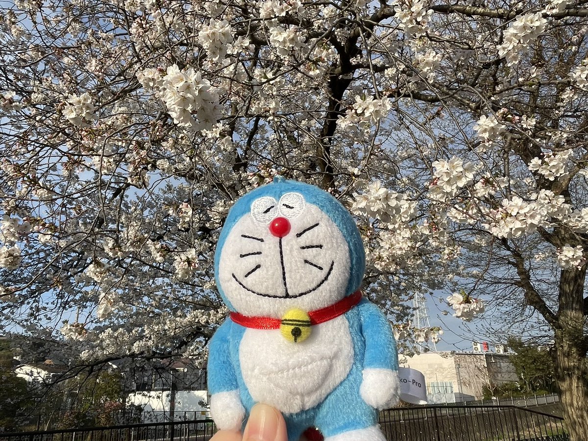 ぬいぬい tweet media