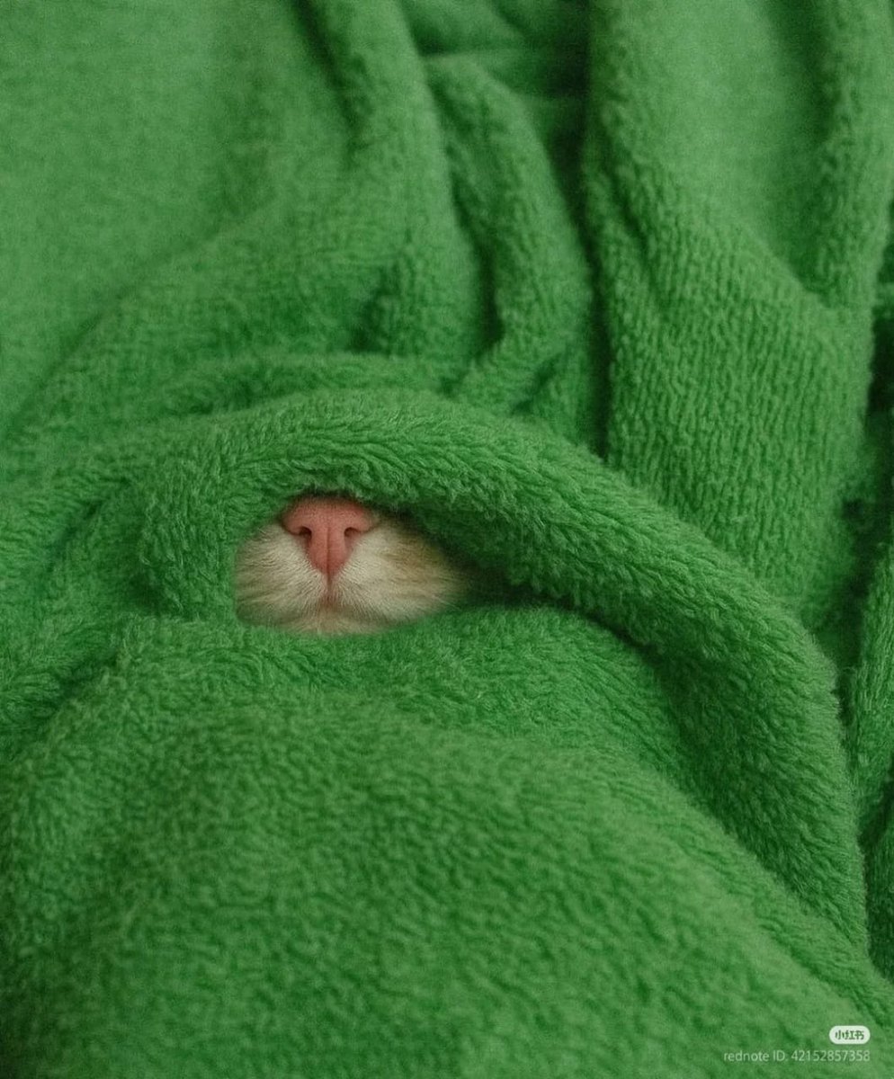 The Pets 𝕏 (@thepetsx) on Twitter photo 