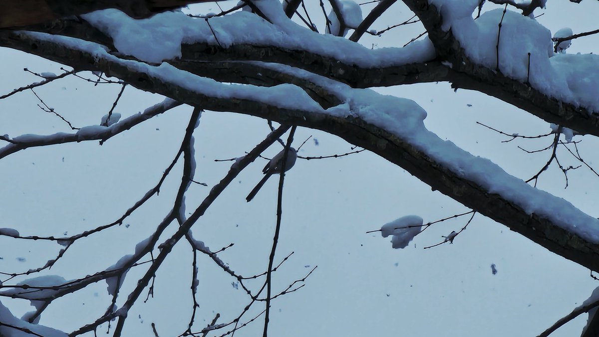 今日のお散歩
昨夜モサモサと雪が降ったのでどーじゃろね。
上を見上げると雪の花がステキなんですが、約20cmの積雪に動物の足跡はなく、ウサギを期待してたのに外しましたね。
まぁ、シマエナガには会えたからいいとしよう（・▴・）