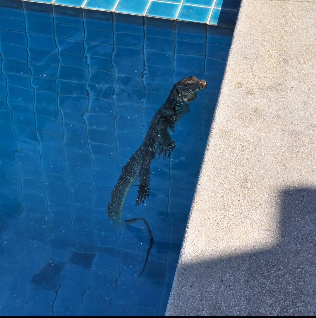 S Tominaga (Aka Dr Craig Wright) tweet media