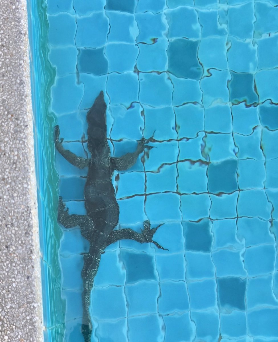 S Tominaga (Aka Dr Craig Wright) tweet media