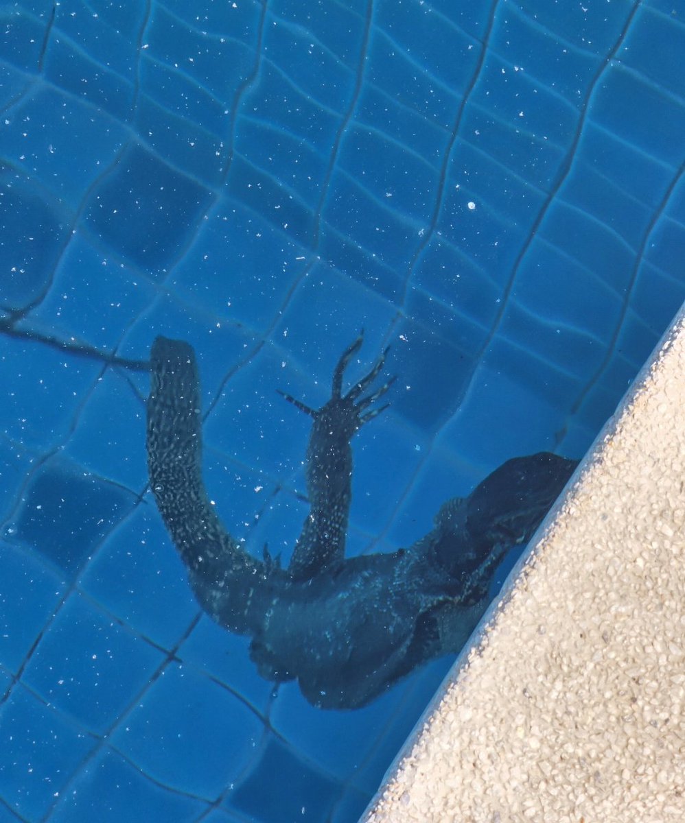 S Tominaga (Aka Dr Craig Wright) tweet media