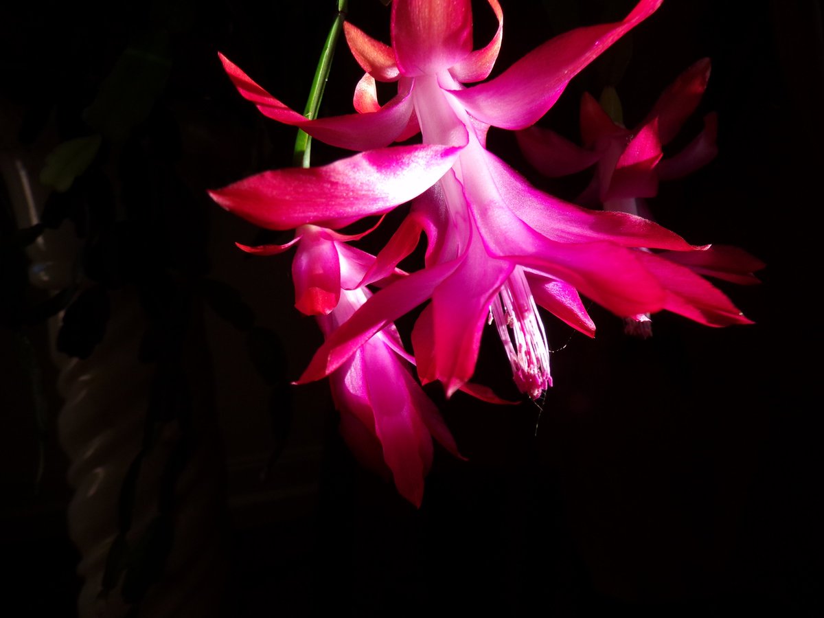 Fuir les ténèbres... 📸
S'envoler vers la Lumière... 💖