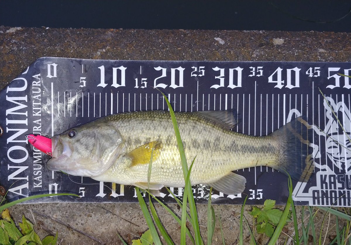 釣り好きtoshi (@seeBass1983) / Posts / X