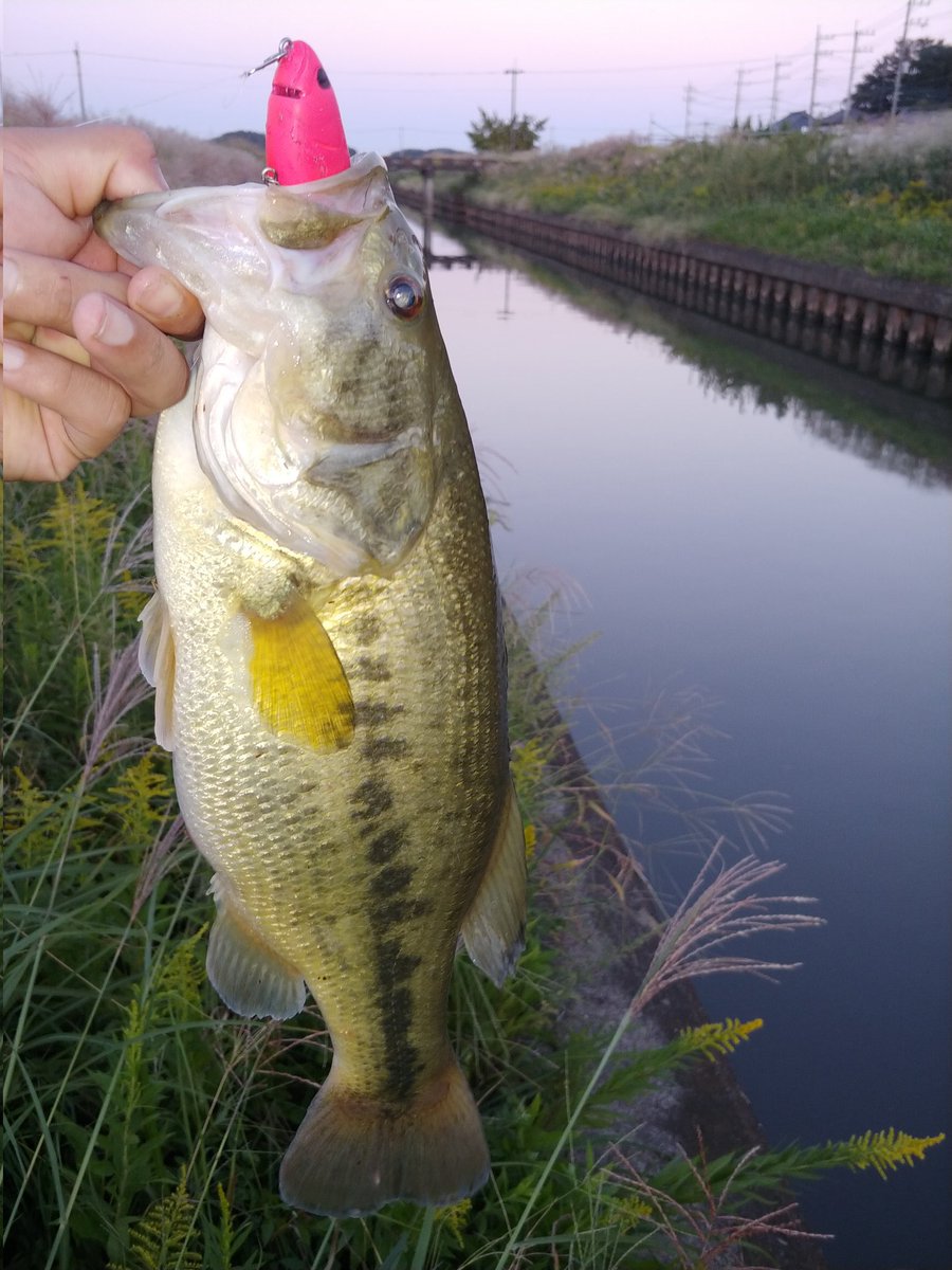 釣り好きtoshi (@seeBass1983) / Posts / X