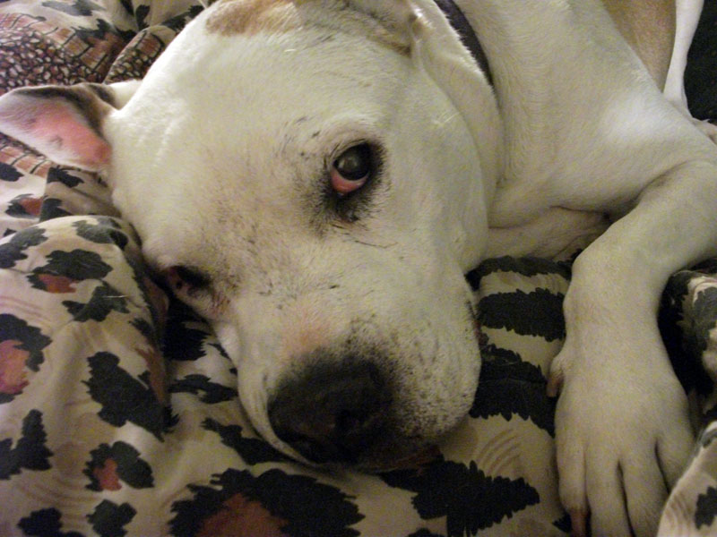 Twilight Of The Dogs: The Movie tweet media