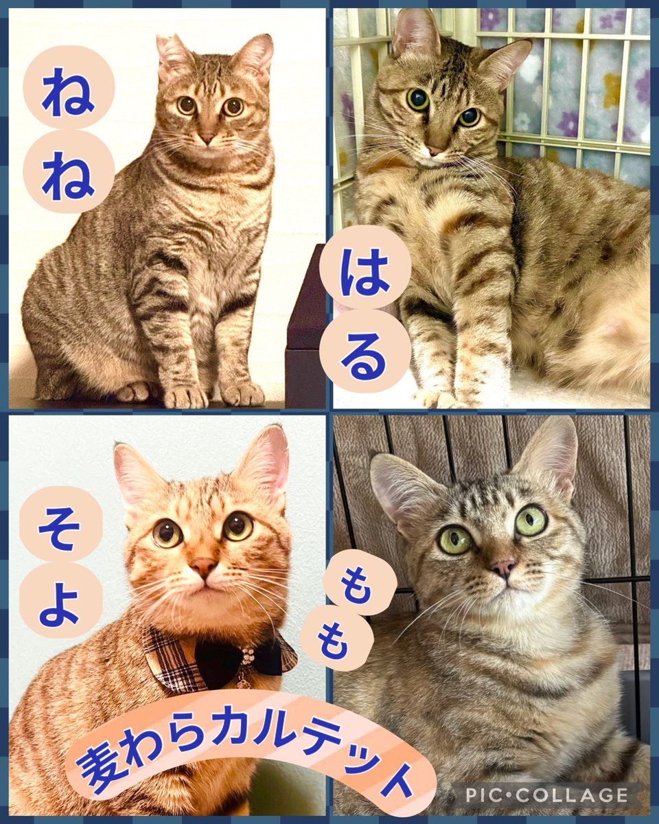 subeneko5656's tweet photo. #拡散希望 

保護猫譲渡会
ぜひ来てください🐾

12月13日（土）
午後1時30分～3時30分
緑生涯学習センター

名古屋市緑区鳴海町本町54
名鉄名古屋本線鳴海駅
下車徒歩5分
※Pあり（1回300円）
周辺コインパーキングあり

子ねこもオトナ猫も参加します🐾

#保護猫譲渡会 
#ねこ好きさんと繋がりたい https://t.co/wEjS4Zr2KM