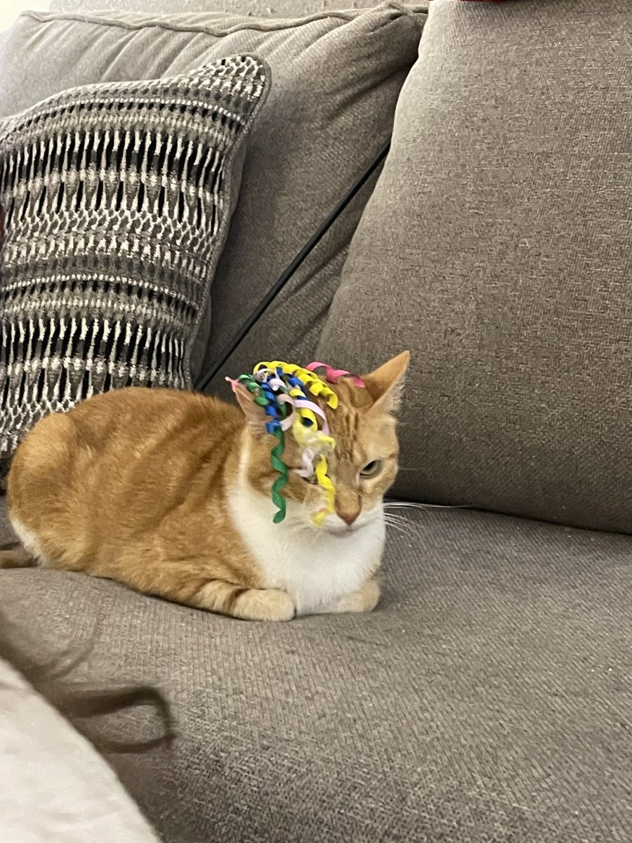 cornurl's tweet image. New bangs. Yes, she’s a natural rainbowhead. 🐈