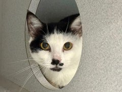 PeterAskin1's tweet image. Life is on the line for Luna Girl we see
at the dreaded &amp;amp; kill-happy NYC ACC!
She must be saved by 12/09 for sure
&amp;amp; adoption would be the very best cure!
Or pledge an act so very kind &amp;amp; Pure!
Tag @AdamsPaulGrimke with pledges!
LAST CALL! 🙏
newhope.shelterbuddy.com/Animal/Profile…