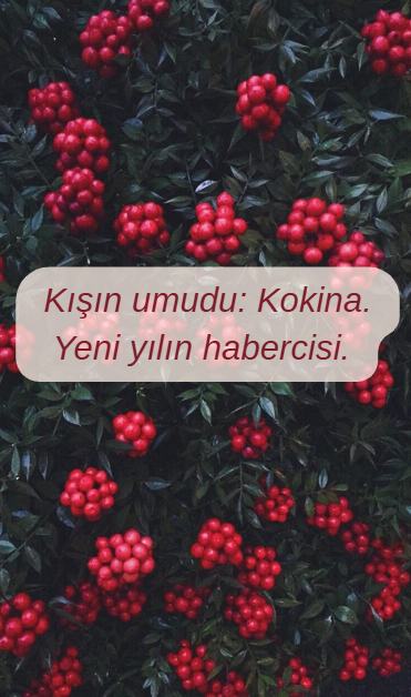 flowers_journal's tweet photo. Kokina, kışın ortasında doğan bir umuttur.
Rengiyle yeni başlangıçları müjdeler.✨❄️
#Kokina #Doğa #YeniYıl #Yılbaşı #UmudunÇiçeği https://t.co/EAbbD9eTsK