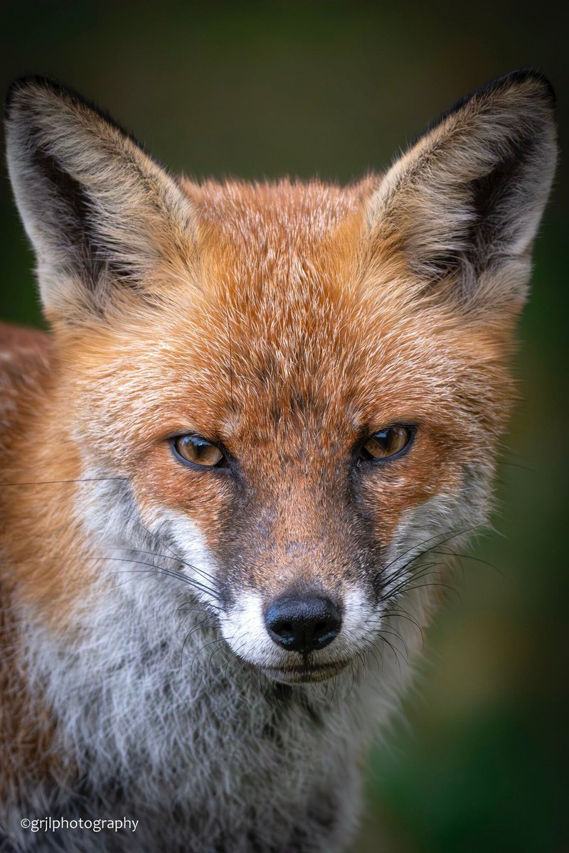 ChrisGPackham's tweet image. A beauty of a #FoxOfTheDay , shared by @lloydytreehugger.bsky.social - top work !