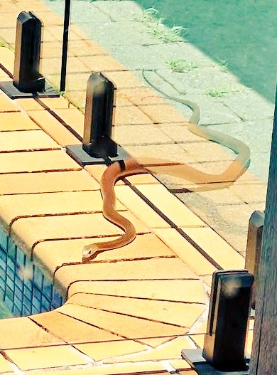 fithdy's tweet image. Some neighbours are just not welcome to come over for a swim. This pseudonaja (or as we Aussies like to call them - a brown snake) is at least 6' long, and would have enough venom to cause catastrophic damage to 10 people. Probably more. 

I'm going to the beach. 

.