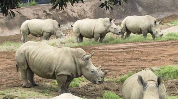 RHINOS RECLAIM THEIR 🇺🇬N HAVEN 

Heartfelt acclaim to <a href="/ugwildlife/">Uganda Wildlife Authority</a>
 &amp; the dedicated stewards 4 ushering in 8 majestic rhinos. A triumphant stride in conservation, inviting discerning travelers to behold 🇺🇬s resplendent biodiversity &amp; timeless natural heritage.#RhinoReintroduction