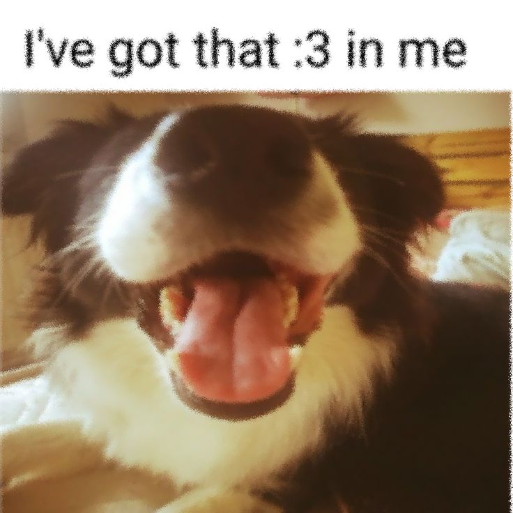 caninepoetry (@caninepoetry_) on Twitter photo 