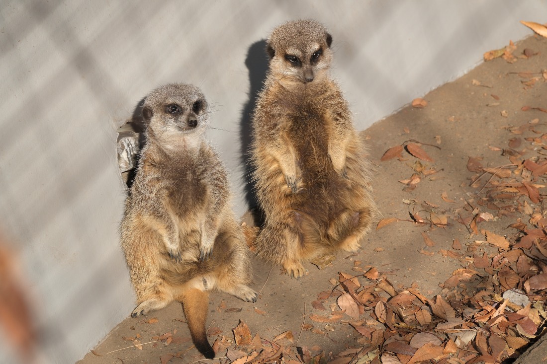 ミーアキャット