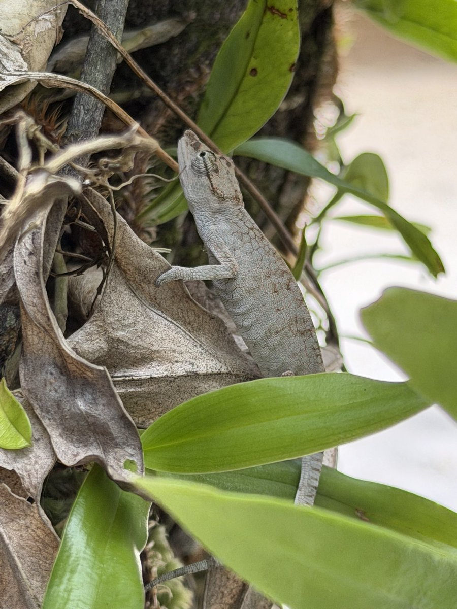 ヒ*ロ様 ☘️ スペシャルイベント☘️ラスト2☘️371 ❤️超希少【カメレオン カメレオン